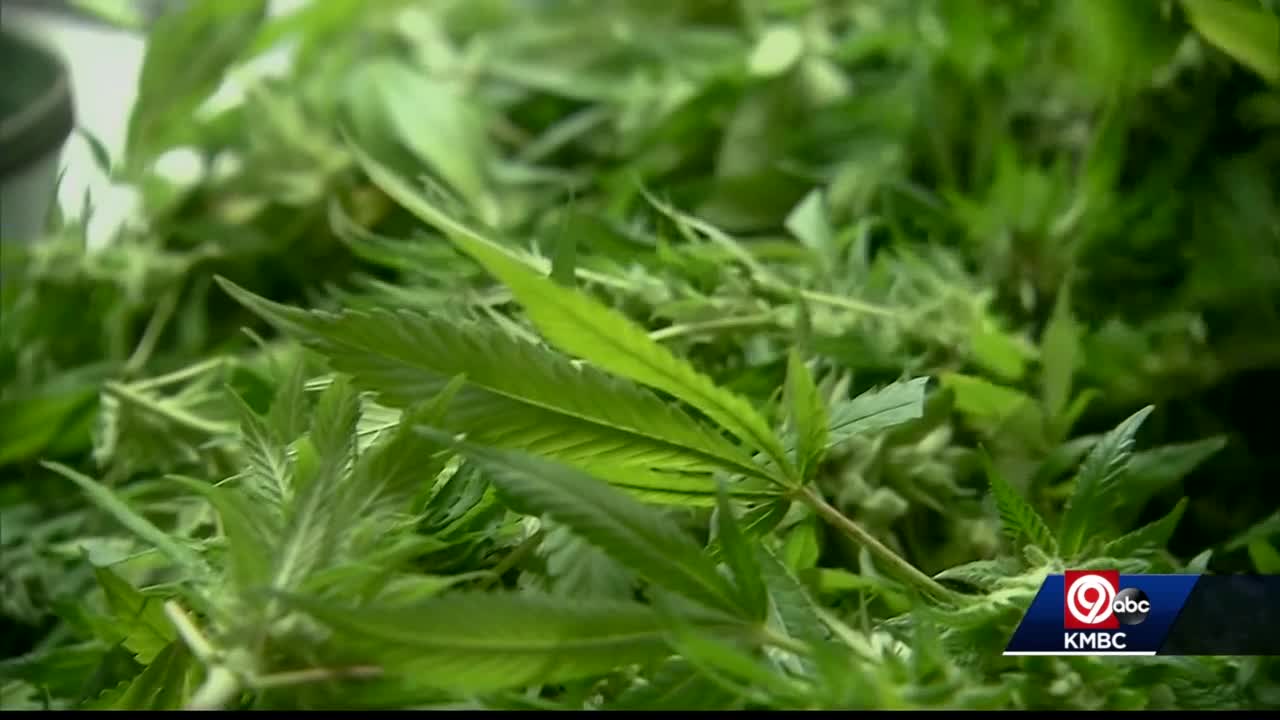 Picture Novelty Medical Marijuana Id Fake